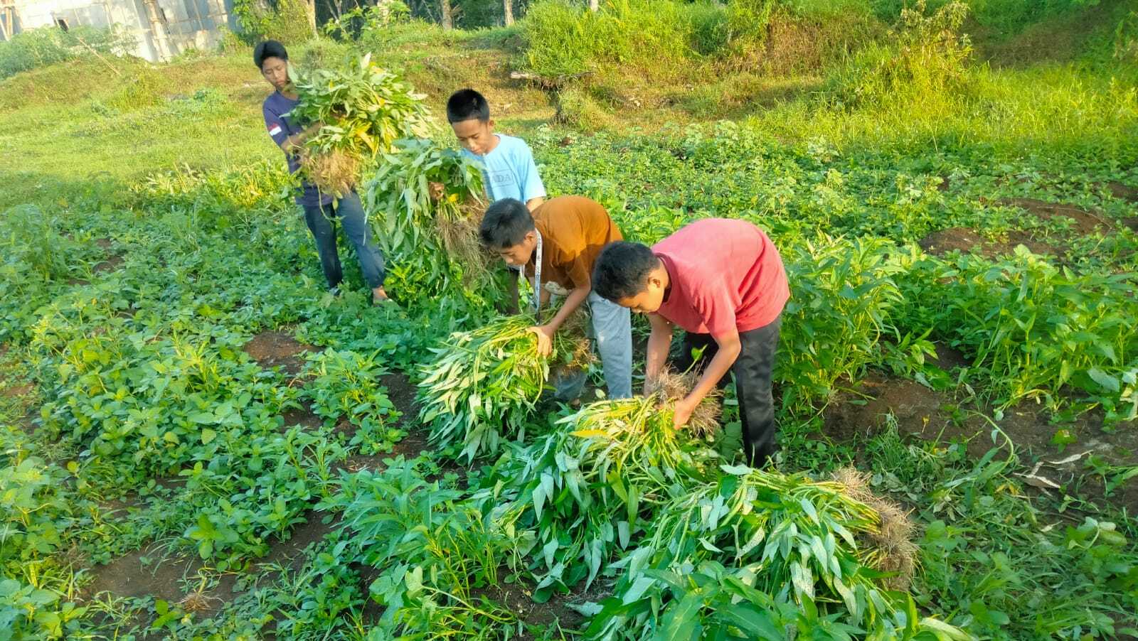 Panen Kangkung, Bukti Etos Kerja Santri Pondok Pesantren Assalam
